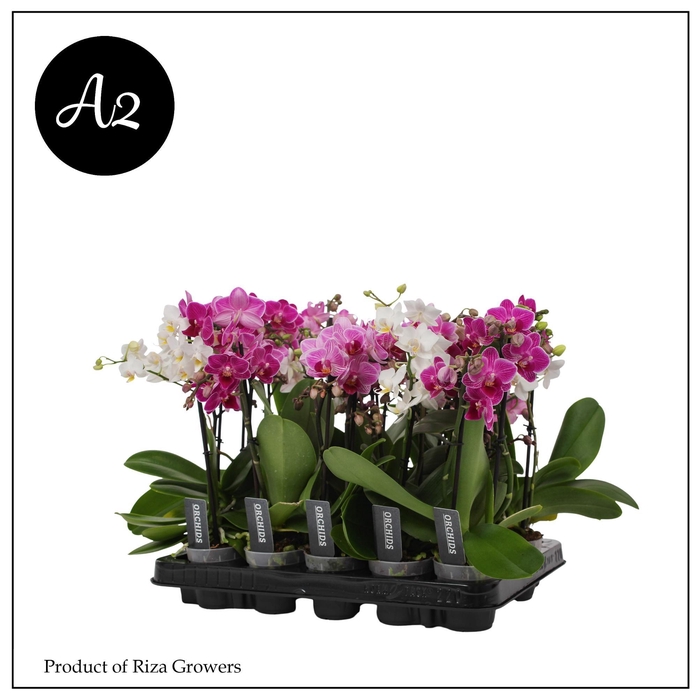 <h4>Phalaenopsis A2 Multi Mix 1 + 2 spike – 7cm</h4>