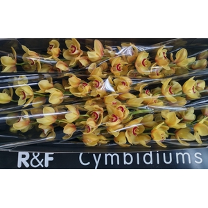 CYMB T RIJSENHOUT GEEL P.TK