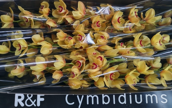 <h4>CYMB T RIJSENHOUT GEEL P.TK</h4>