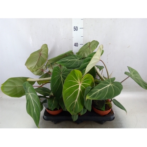 Philodendron gloriosum