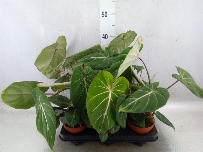 <h4>Philodendron gloriosum</h4>