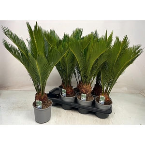 CYCAS REVOLUTA