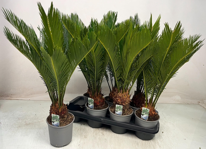 <h4>CYCAS REVOLUTA</h4>