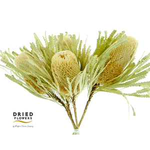 Dried Banksia Hookerana Natural