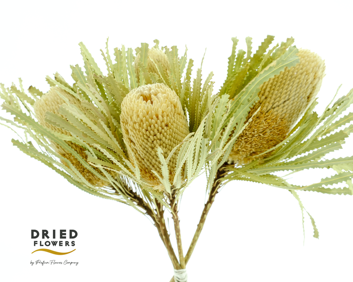 <h4>Dried Banksia Hookerana Natural</h4>