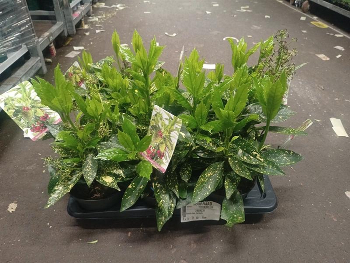 <h4>Aucuba japo. Variegata</h4>