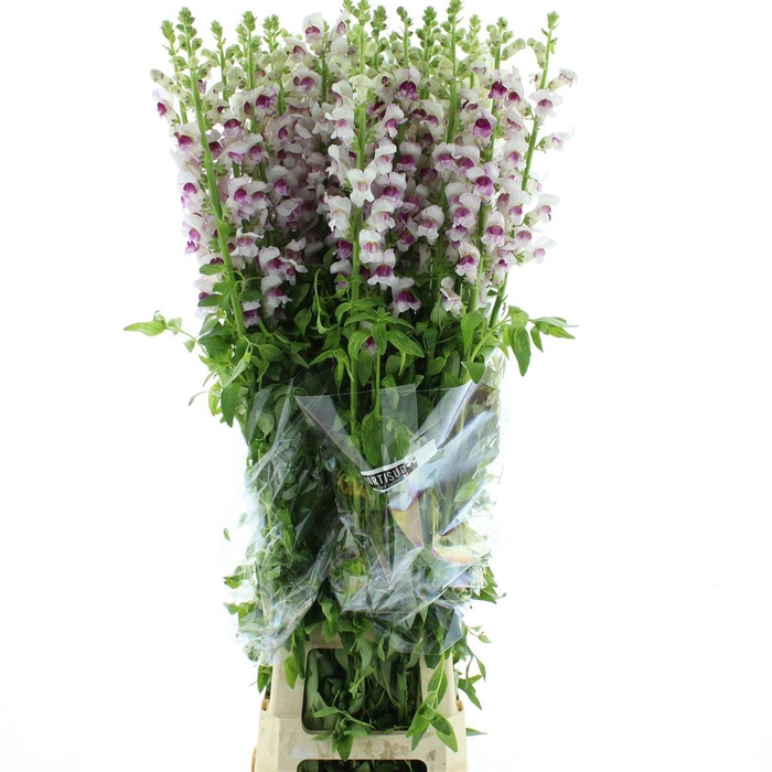 <h4>Antir Op Bicolour Pink Extra X L</h4>