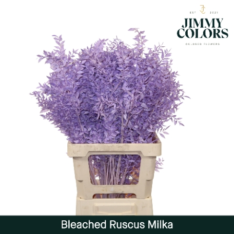 Gebleekt Ruscus Italiaans L70 Klbh. Milka