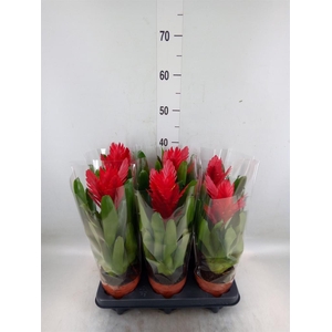 Vriesea  'Intenso Red'