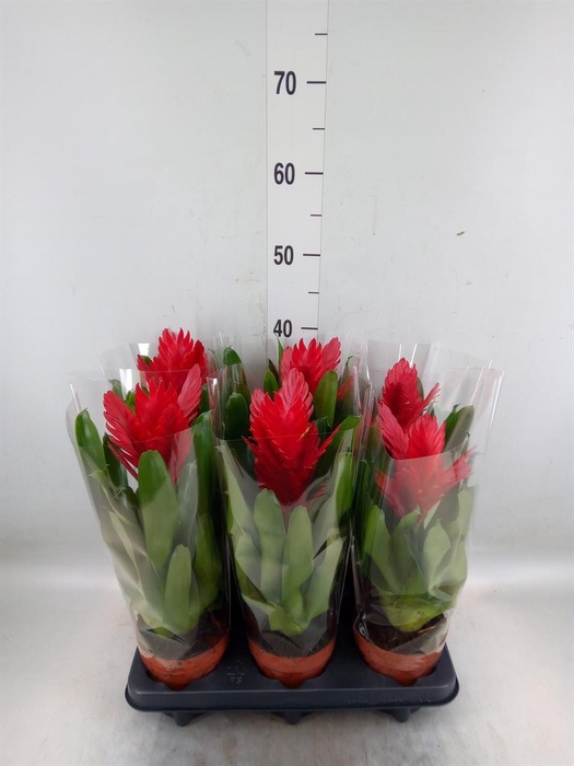 <h4>Vriesea  'Intenso Red'</h4>