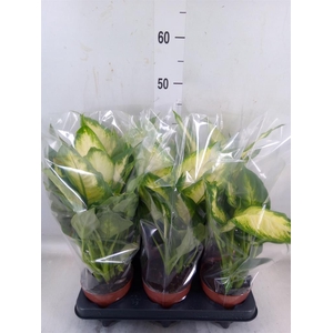 Dieffenbachia  'Camilla'