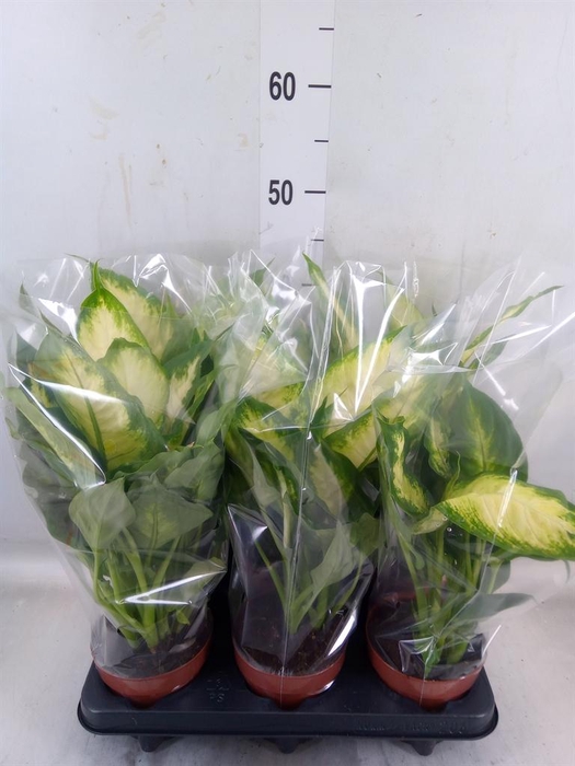 <h4>Dieffenbachia  'Camilla'</h4>