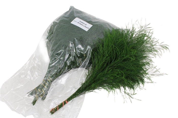 <h4>Tree Fern V P X5</h4>