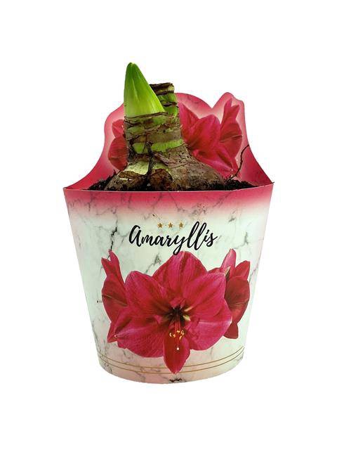 <h4>HIPPEASTRUM EXTRA BOLERO P14</h4>