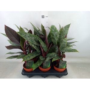 Apoballis acuminatissima