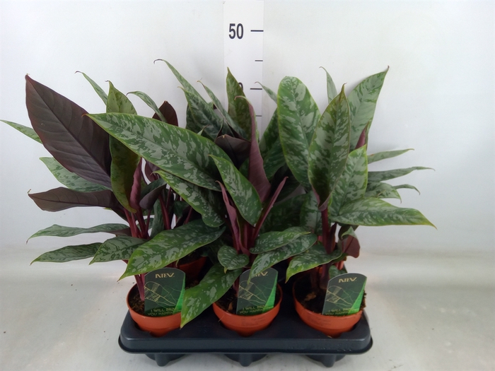 <h4>Apoballis acuminatissima</h4>