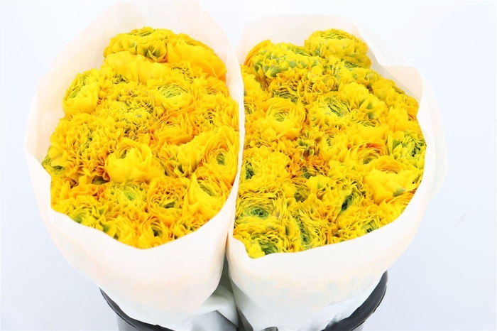 <h4>Ran Ponpon Ex Luna</h4>