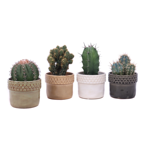 <h4>Cactus mix 10,5 cm in Siwa sierpot</h4>