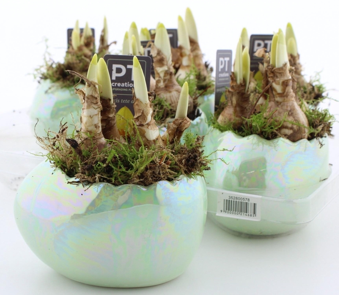 <h4>ARR BOL KNOLGEWAS</h4>