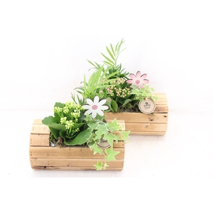 arr2 PL - Hout ton liggend x6 - roze/wit