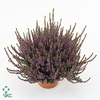 Calluna vulg. 'Beauty L Lianne'