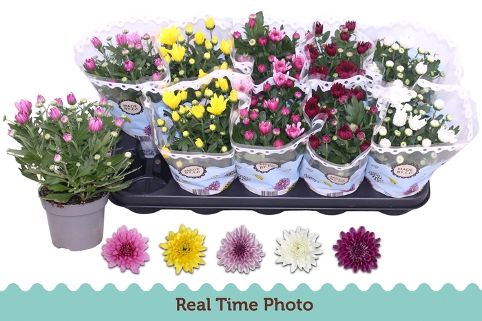 <h4>CHRYS GEVULDBL GEM</h4>