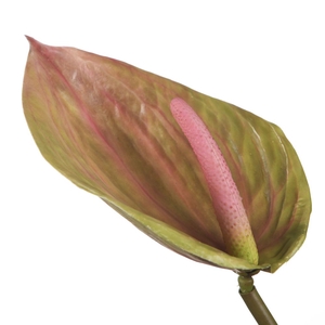 Af Anthurium L85cm Green/pink