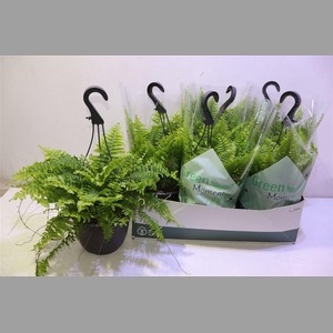 Nephr Ex Green Momen