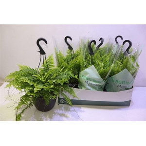 Nephr Ex Green Momen