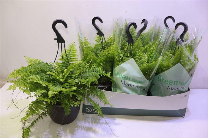 <h4>Nephr Ex Green Momen</h4>