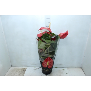 ANTHURIUM OREGON P19 VERMELHO PREMIUM