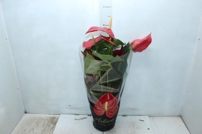 <h4>ANTHURIUM OREGON P19 VERMELHO PREMIUM</h4>
