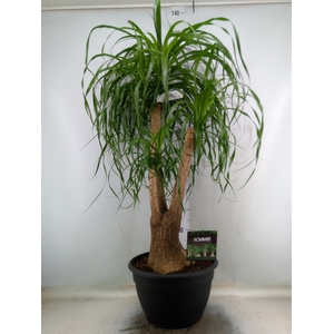 Beaucarnea recurvata