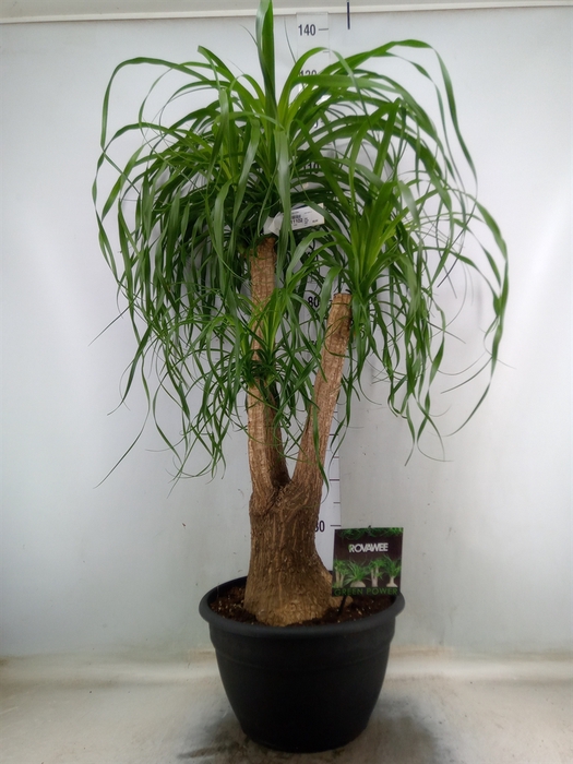 <h4>Beaucarnea recurvata</h4>