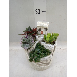 Arr.   Kamerplant Groen H%