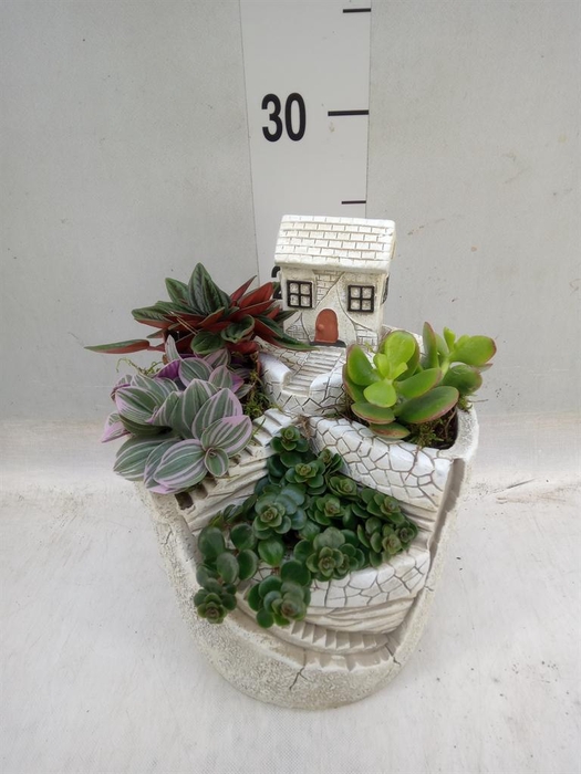 <h4>Arr.   Kamerplant Groen H%</h4>