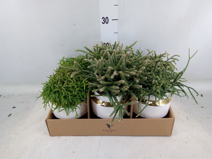 <h4>Rhipsalis   ...mix</h4>