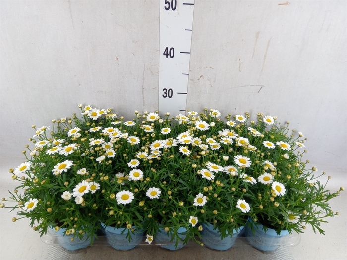 <h4>Argyranthemum  'La Rita Comp White'</h4>