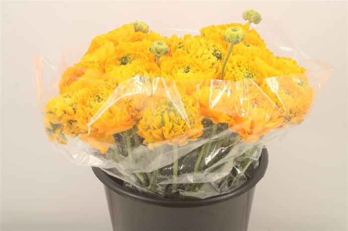 <h4>Ran. Pon Pon Luna Super X L</h4>