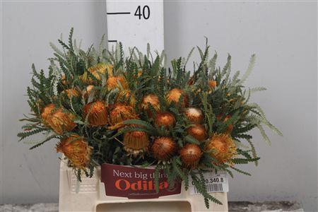 <h4>Banksia Dryandra</h4>