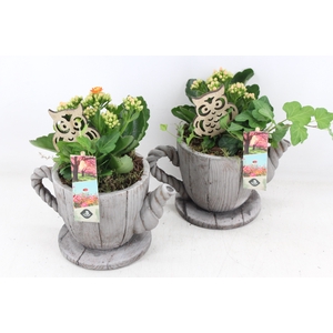 arr2 JS - Theepot hout decor