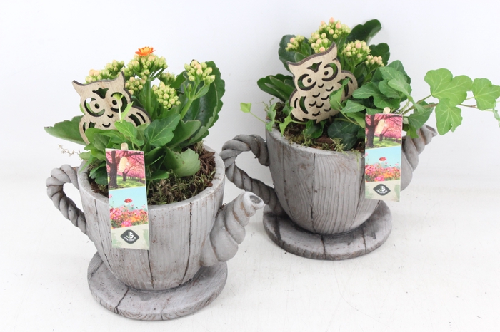 <h4>arr2 JS - Theepot hout decor</h4>