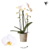 Phalaenopsis Natural Charm Niagara fall white 2 spike
