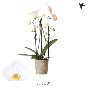 Phalaenopsis Natural Charm Niagara fall white 2 spike
