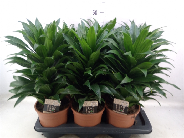 <h4>Dracaena frag. 'Compacta'</h4>