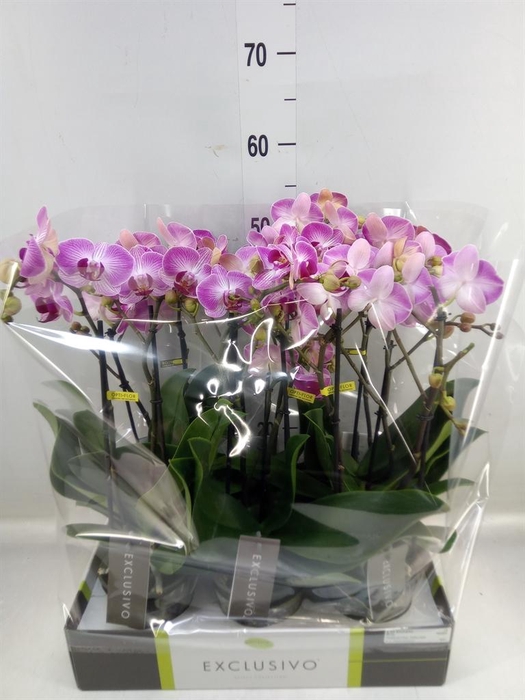 <h4>Phalaenopsis multi. ...rose</h4>