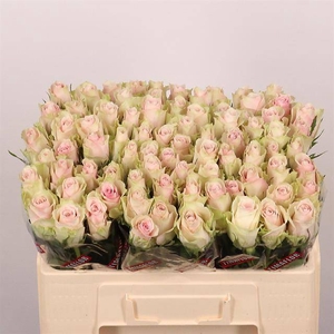 R Gr Pink Athena