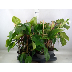 Philodendron squamiferum