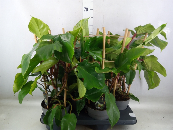 <h4>Philodendron squamiferum</h4>