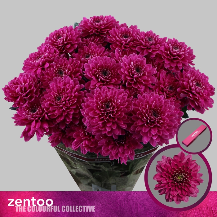<h4>Chrysanthemum Indicum Grp tros Fabienne Purple</h4>